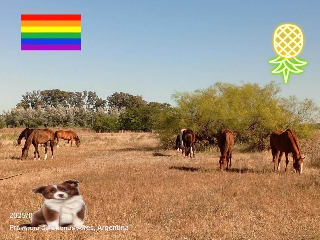 Casa de campo Spaequino La Colorada