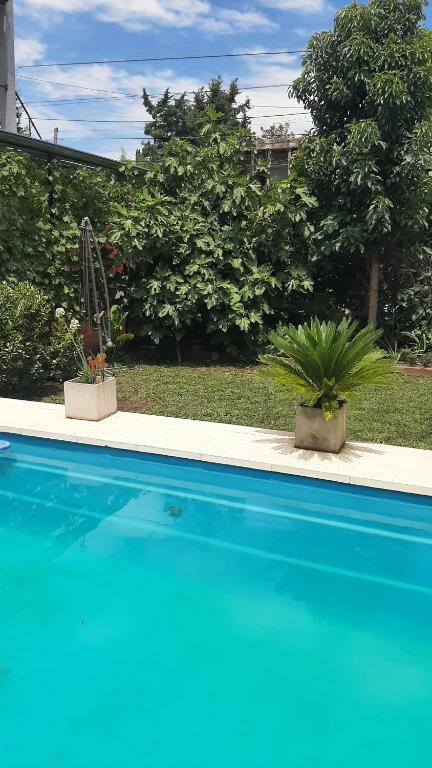 Tres chihuahuas & Spa V